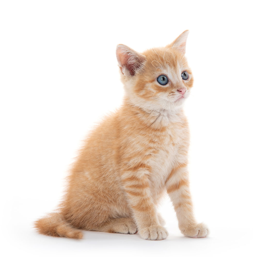 Veterinary Services in Jefferson, GA Shannon Veterinary Services