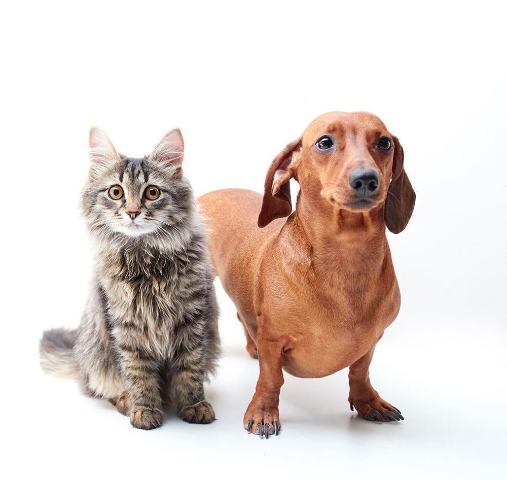 Veterinary Services in Jefferson, GA, Grooming Services